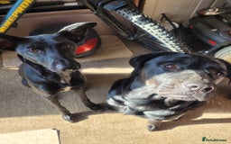 Mixed Breed dogs for sale: 10 lovely pups will be ready to go this week - Image 12