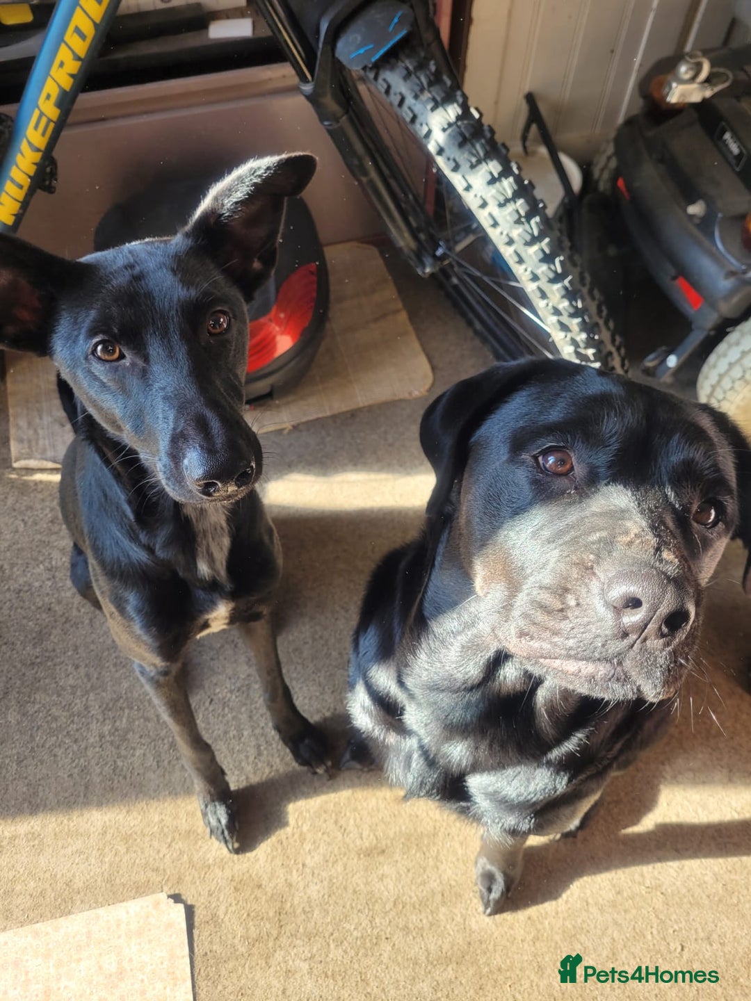 Mixed Breed dogs for sale: 10 lovely pups will be ready to go this week - Image 12