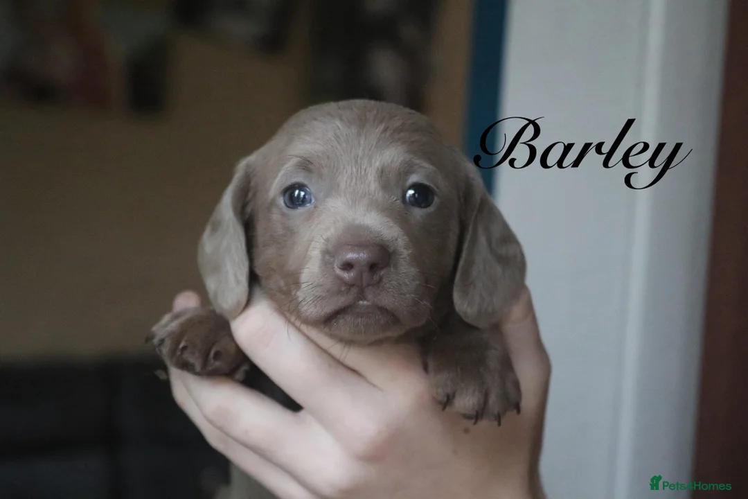 Miniature Dachshund dogs for sale: Mini Dachshunds❤️ - Advert 1