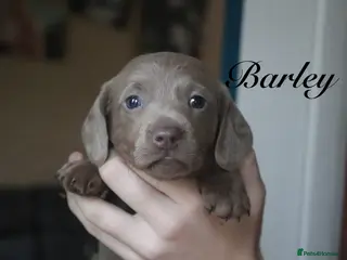 Miniature Dachshund dogs Mini Dachshunds❤️ - Advert 1