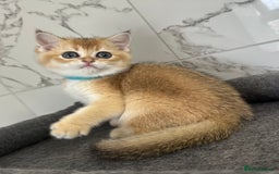 British Shorthair cats for sale: Last 2 adorable boys looking for a loving family  - Image 13