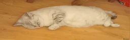 British Shorthair cats for sale: Silver Spotted Bsh last boy available. - Advert 9