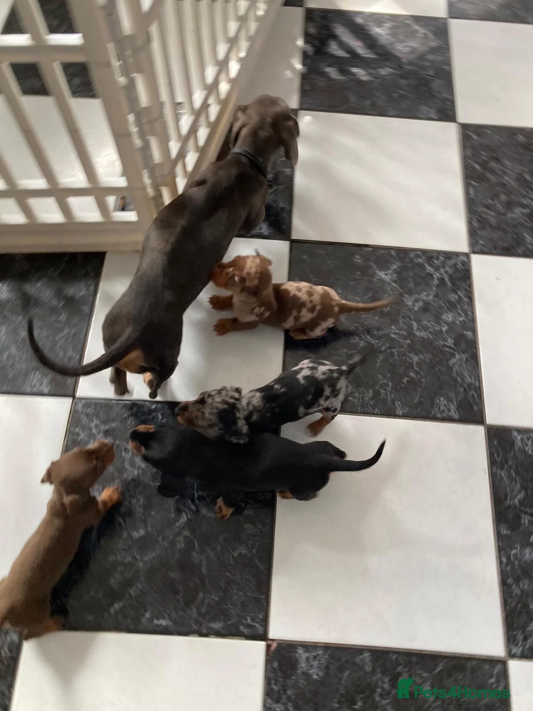Miniature Dachshund dogs for sale: KC Registered Miniature Dachshund  - Advert 7