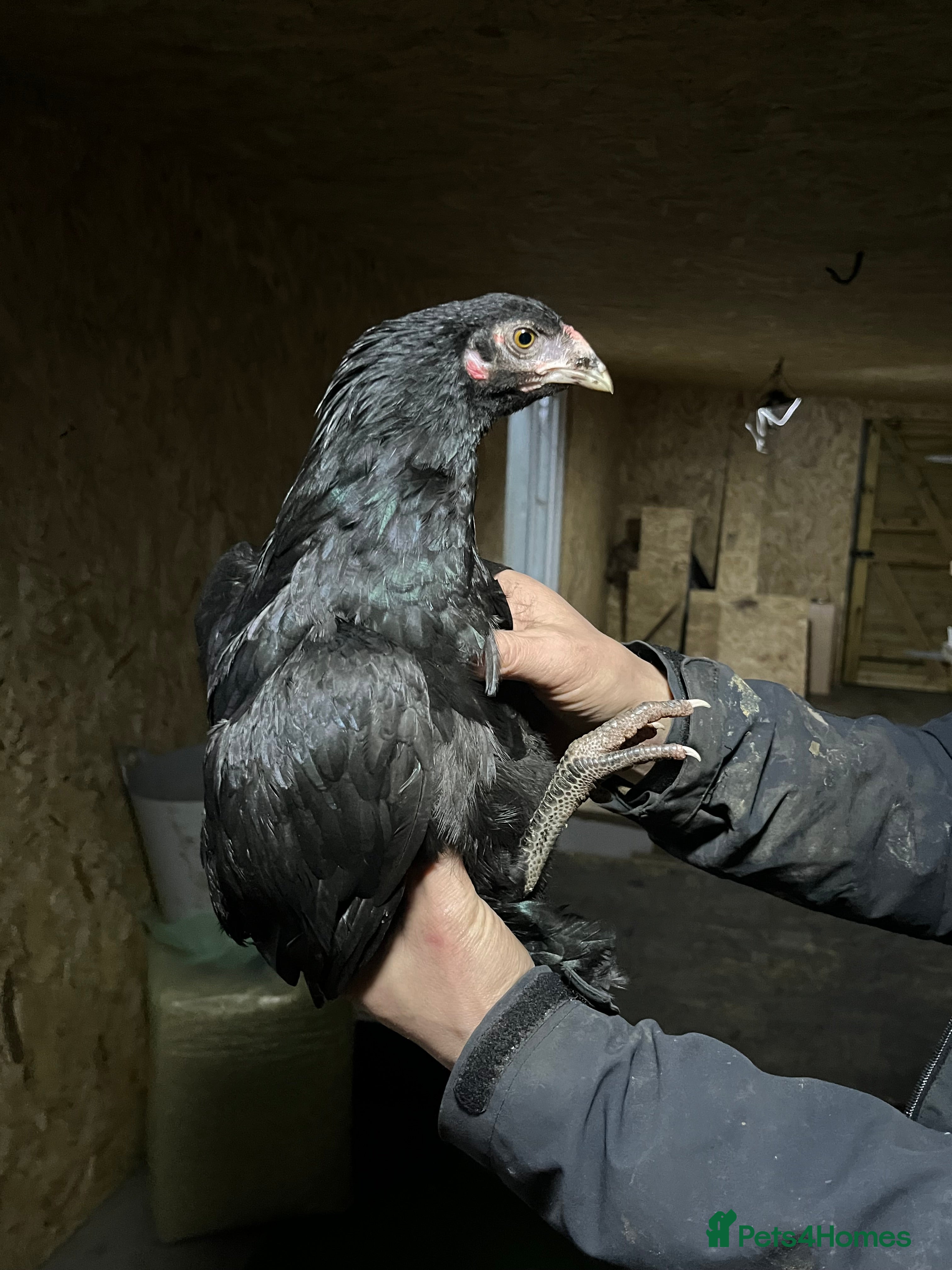 Chickens poultry Mianwali Aseel  - Advert 1