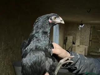 Chickens poultry Aseel - Advert 14