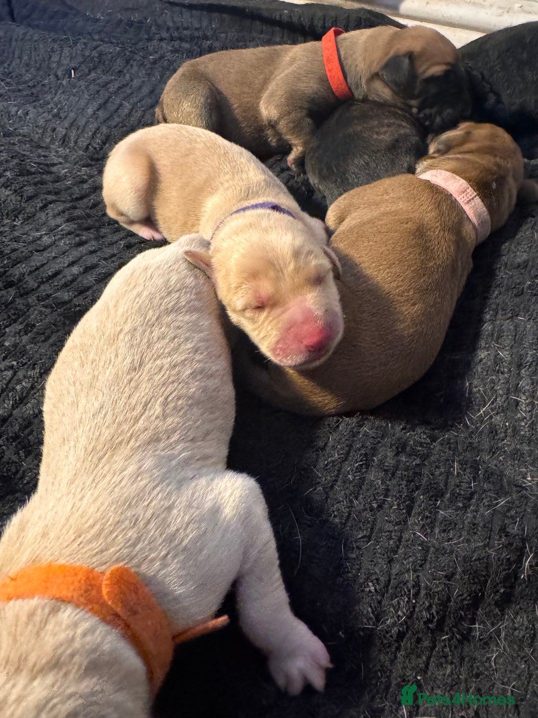 Mixed Breed dogs for sale: Belgian Malinois crosses - Image 10