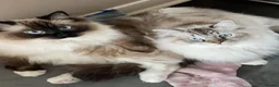 Ragdoll cats for sale: Stunning RARE ragdolls available (plus Persian) - Advert 5