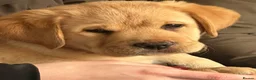 Labrador Retriever dogs for sale: Show bred chunky pups  - Advert 3