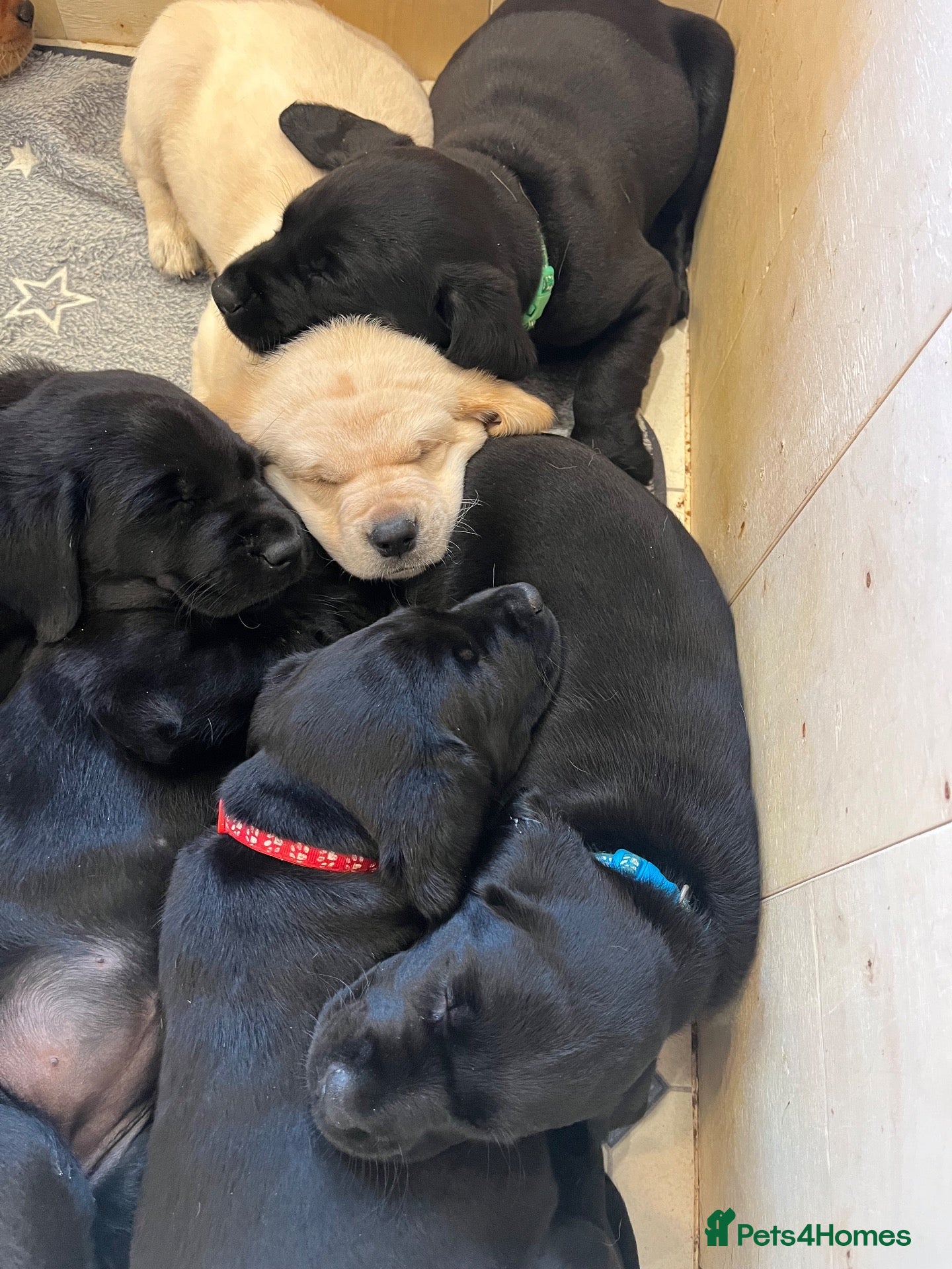 Labrador Retriever dogs Beautiful KC Registered labrador puppies for sale - Advert 1