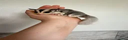 Sugar Glider rodents for sale: Female mosaic sugar glider  - Advert 2