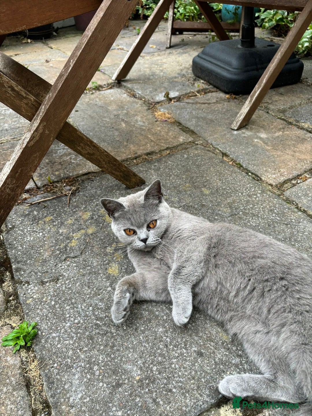 British Shorthair cats for sale: Beautiful Female British Short hair  - Advert 1