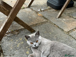 British Shorthair cats Beautiful Female British Short hair - Advert 2