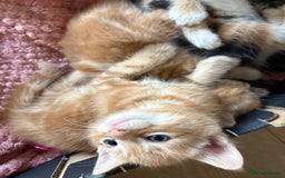 Mixed Breed cats for sale: 3 beautiful kittens for sale.  - Image 7