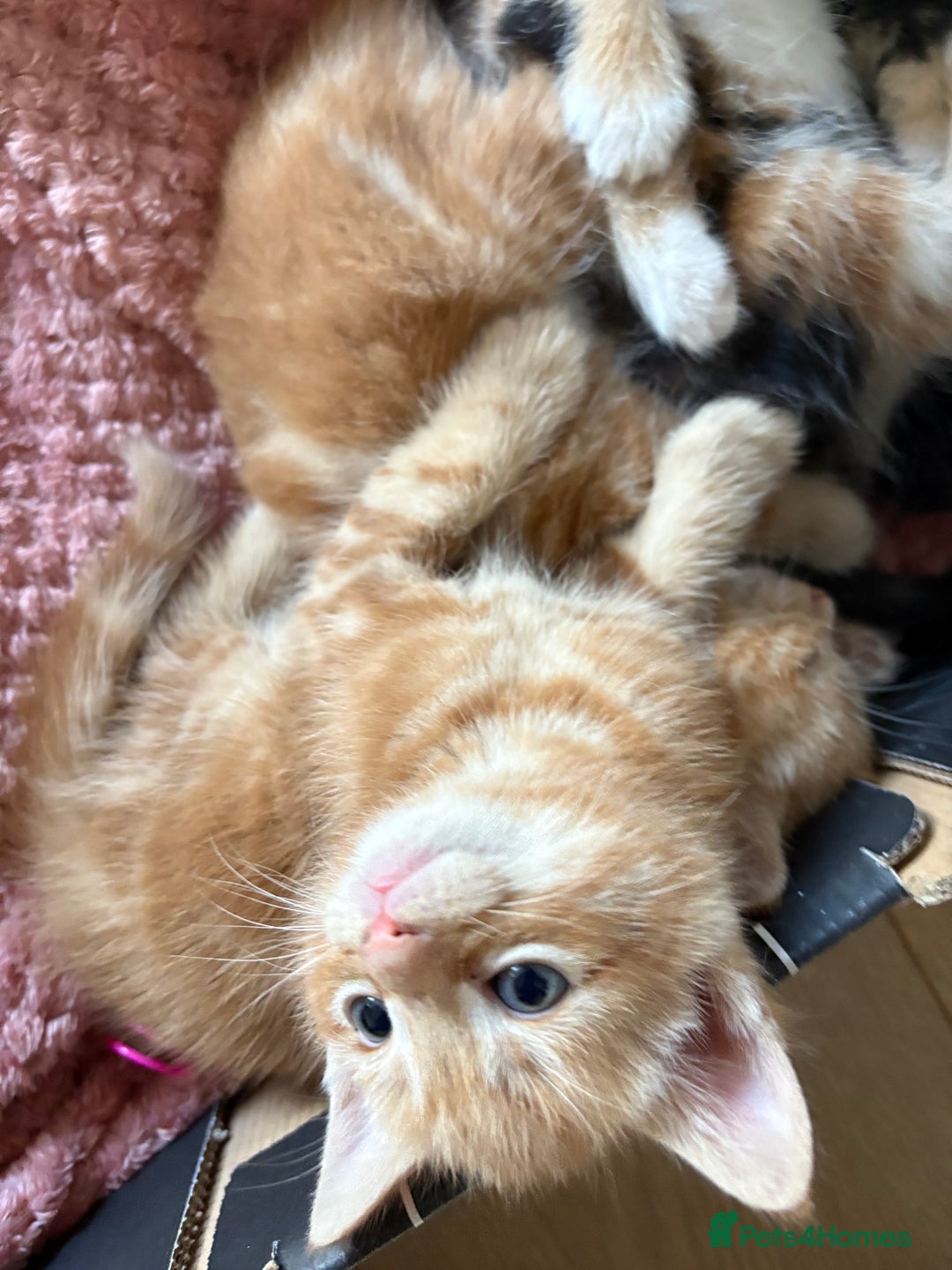 Mixed Breed cats for sale: 3 beautiful kittens for sale.  - Image 7