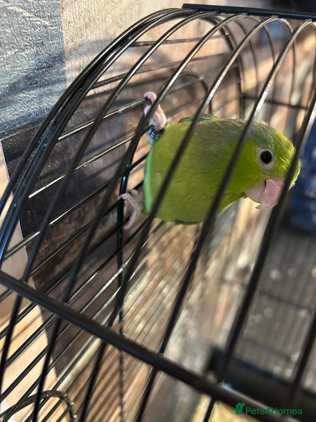 Parakeets birds for sale: Female parrolet  - Advert 1