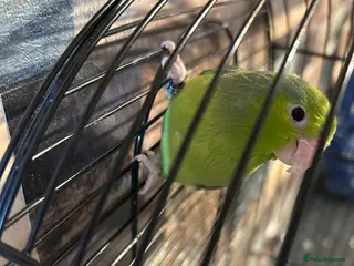 Parakeets birds Female parrolet - Advert 2