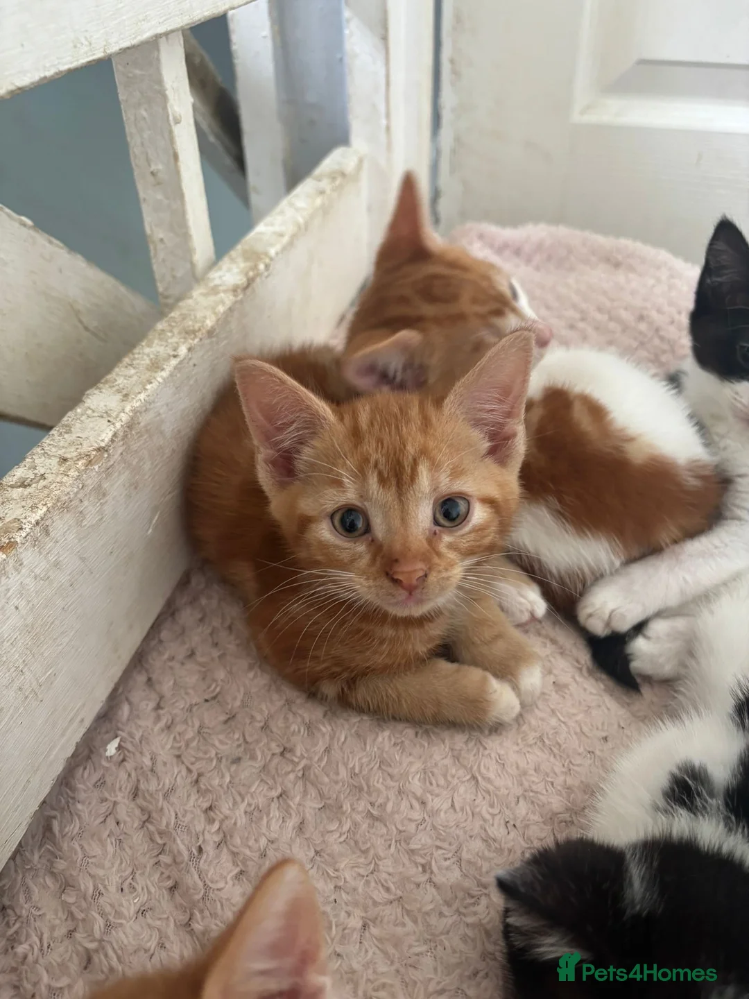 Mixed Breed cats for sale: Gorgeous kittens  - Advert 2