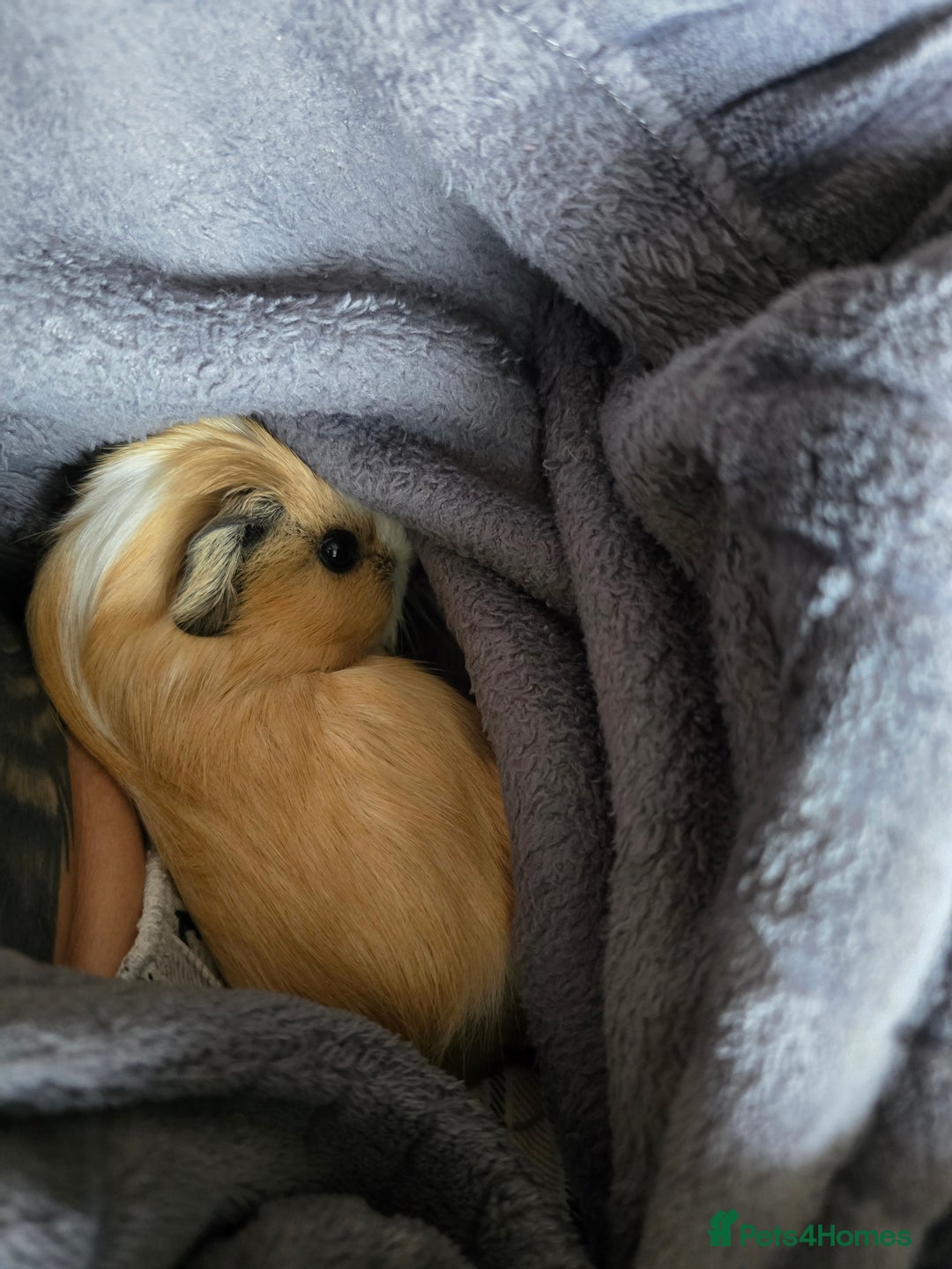Guinea Pig rodents for sale: Young guinea pig brothers looking for a new home - Image 7