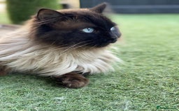 Ragdoll cats for sale: Adorable Blue Point Ragdoll Kittens - Image 19