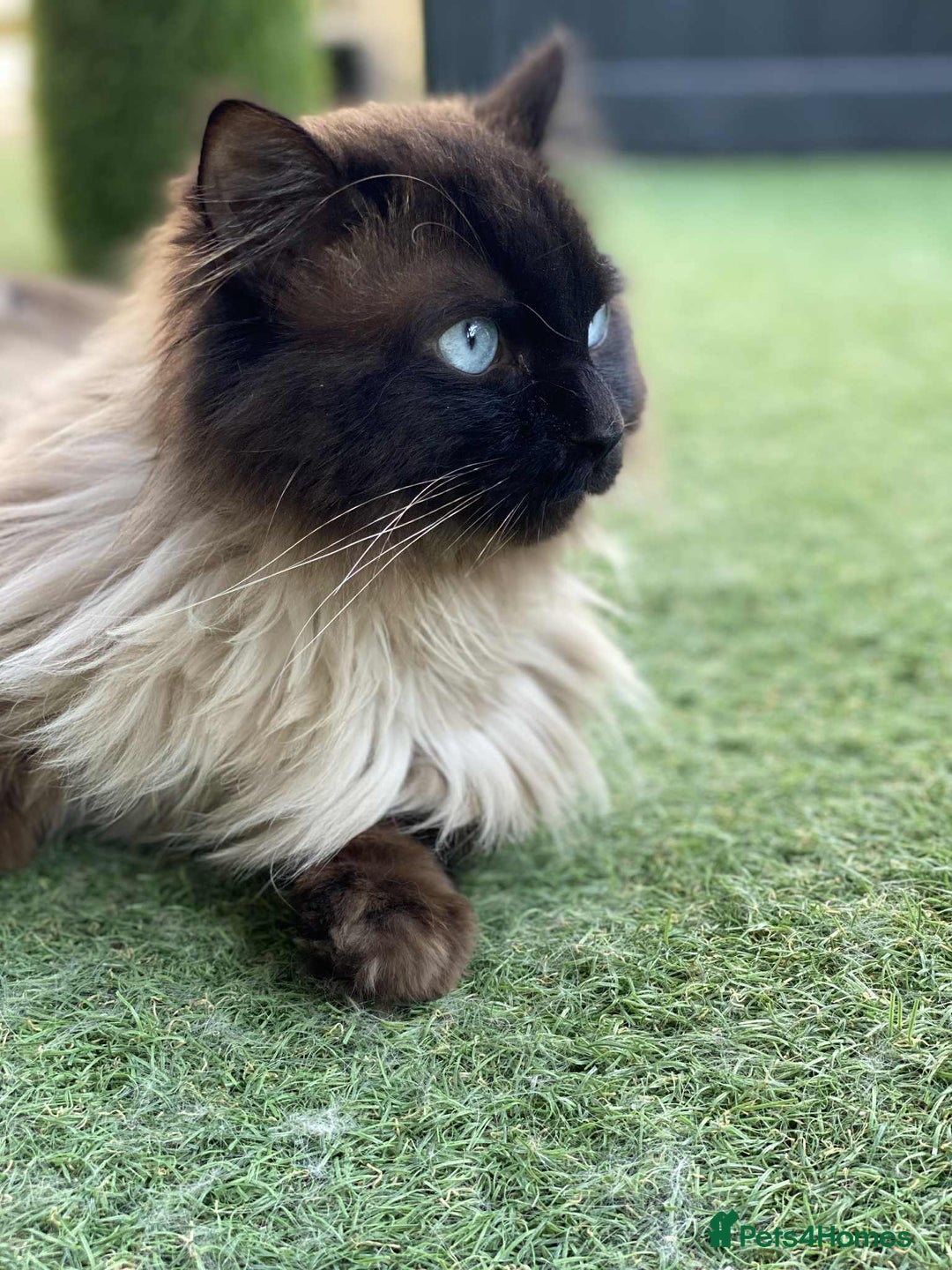 Ragdoll cats for sale: Adorable Blue Point Ragdoll Kittens - Image 19