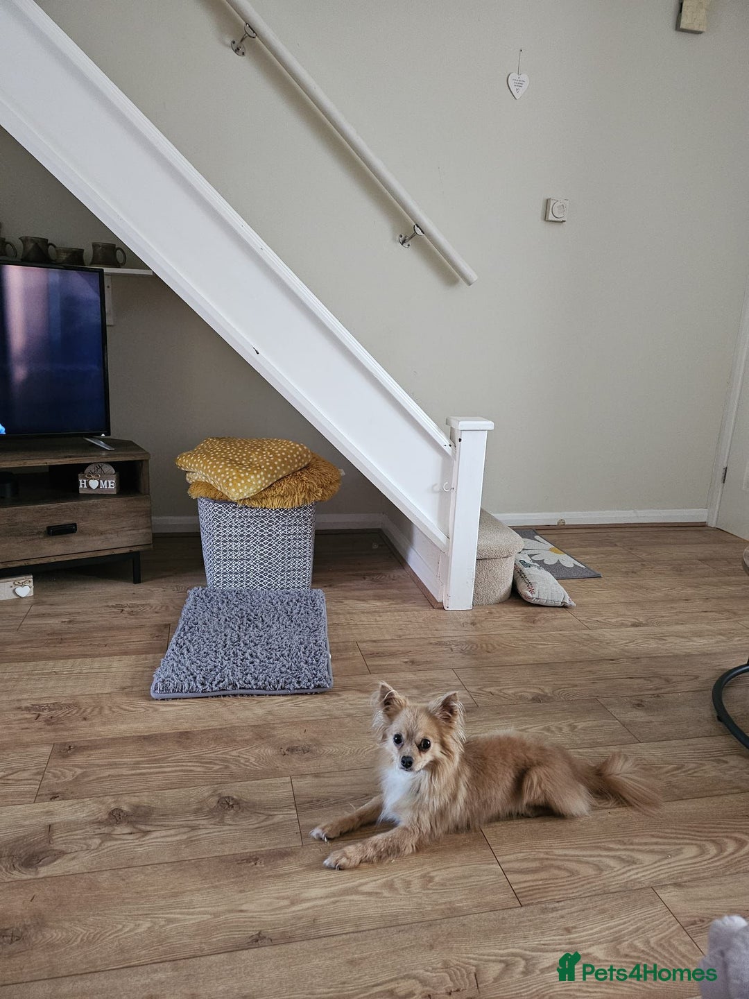 Chihuahua dogs for sale: beloved Norman seeking home - Advert 2