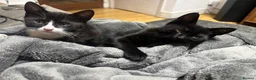 Domestic Shorthair cats for sale: domestic shorthair kittens - Advert 1