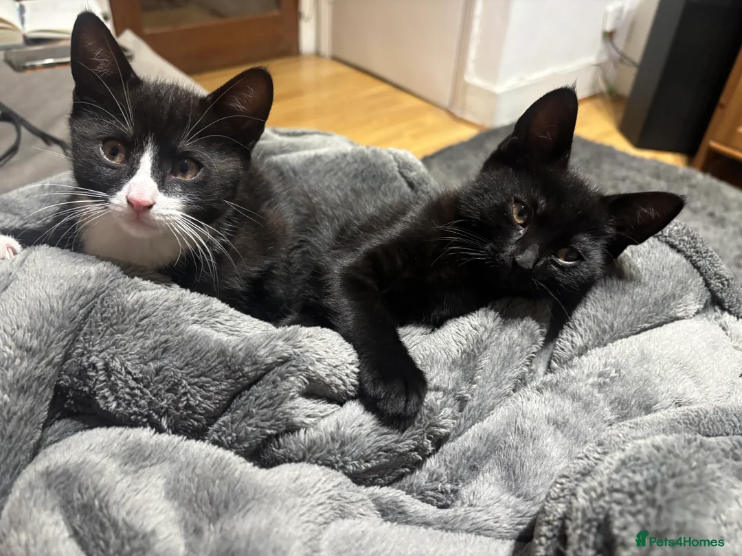 Domestic Shorthair cats for sale: domestic shorthair kittens - Advert 1
