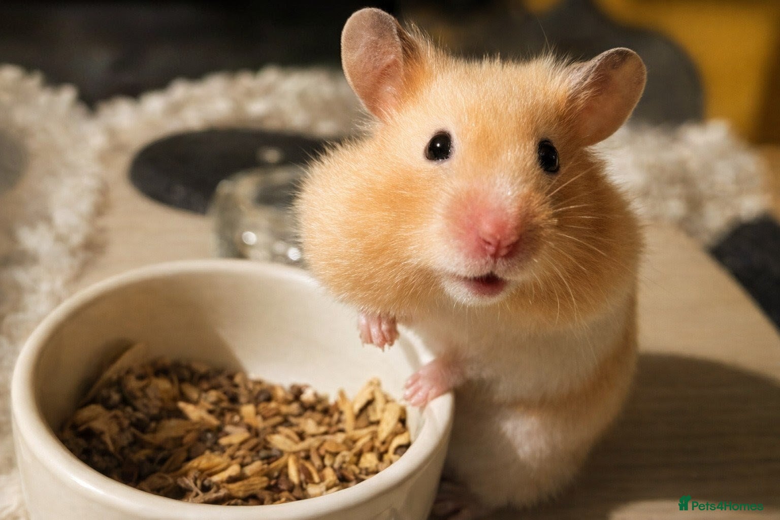 Hamster rodents Hundred Acre Hamster Rescue  - Advert 1