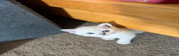 Scottish Fold cats for sale: Beautiful Male Kitten Looking for a Loving Home - Advert 3