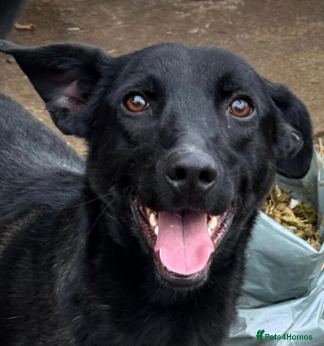 Mixed Breed dogs for adoption: Pango needs a forever home - Advert 1