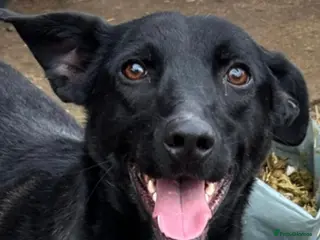 Mixed Breed dogs Pango needs a forever home - Advert 5