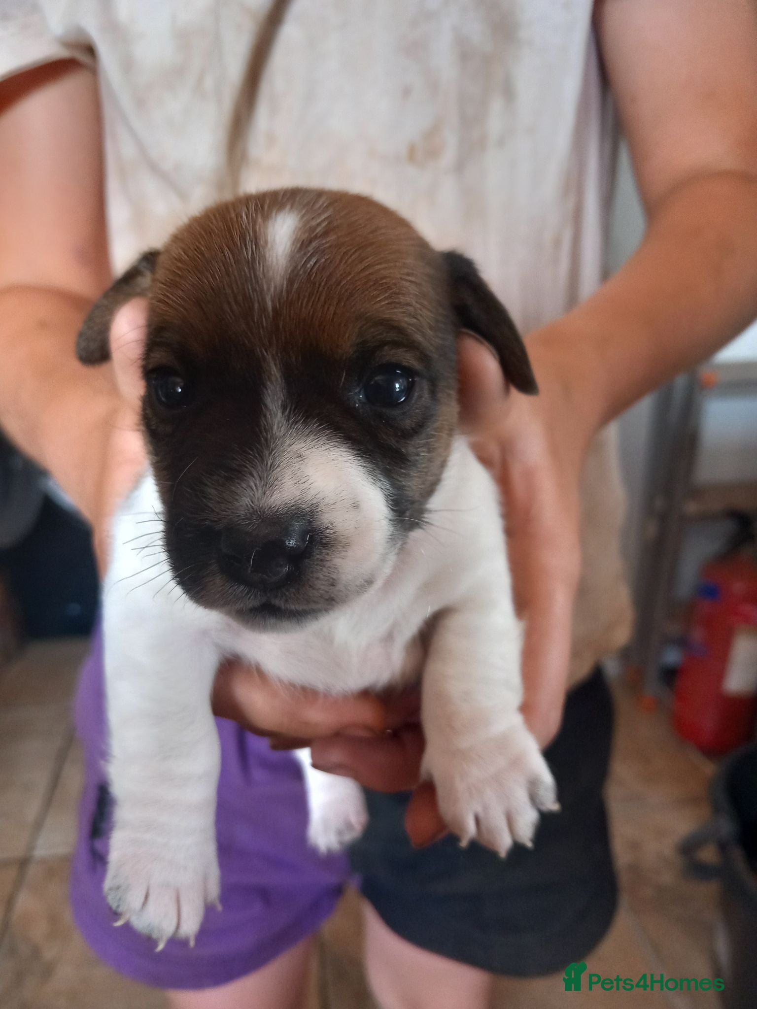 Jack Russell dogs 3x boys available  - Advert 5