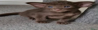 Oriental Kitten 4