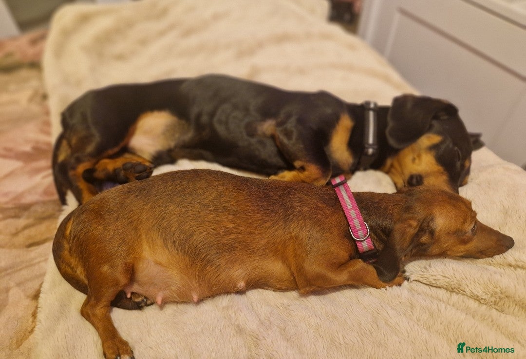 Miniature Dachshund dogs Beautiful chocolate and tan long haired puppy in Enniskillen - Advert 1