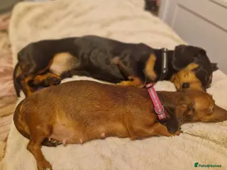 Miniature Dachshund dogs Beautiful chocolate and tan long haired puppy in Enniskillen - Advert 1