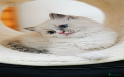 Ragdoll cats for sale: Pure Ped Ragdoll Kitten – Mum GCCF – Ready Aug 11 - Image 2