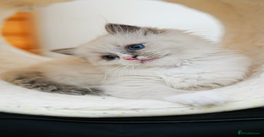 Ragdoll cats - Advert 20