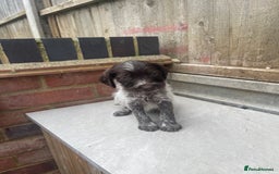 Mixed Breed dogs for sale: English springer spaniel X wire-haired pointer pup - Image 8
