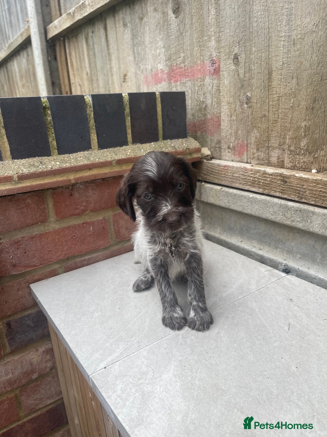 Mixed Breed dogs for sale: English springer spaniel X wire-haired pointer pup - Image 8