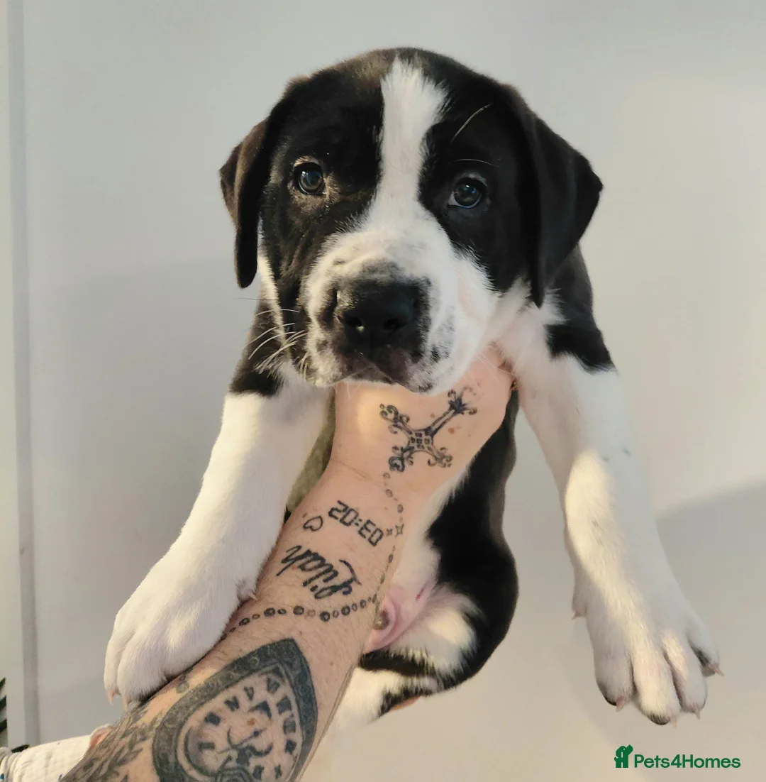 Presa Canario dogs for sale: Beautiful presa canario X alpha blue blood bulldog - Advert 13