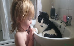 Mixed Breed cats for sale: Hella and Loki - Image 6