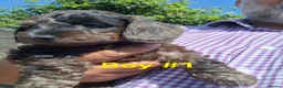 Miniature Dachshund dogs for sale: Gorgeous Mini-Wire Dachsund Doodle pups - Advert 8