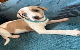 Whippet dogs for sale: 8 WHIPPET PUPPIES   - Image 24