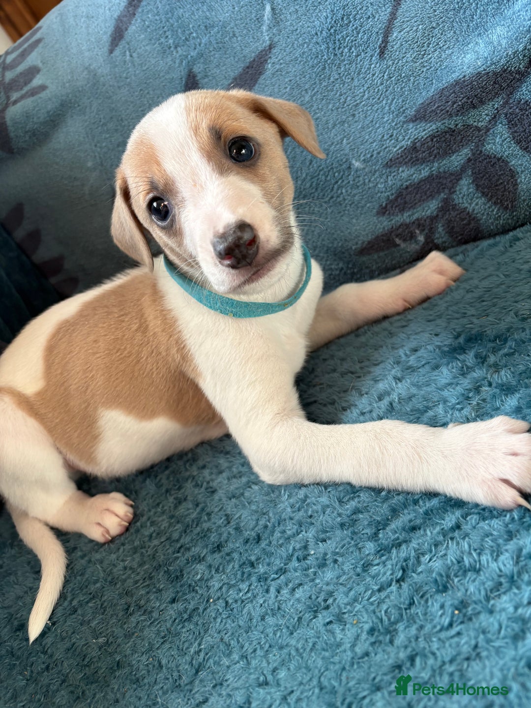 Whippet dogs for sale: 8 WHIPPET PUPPIES   - Image 24