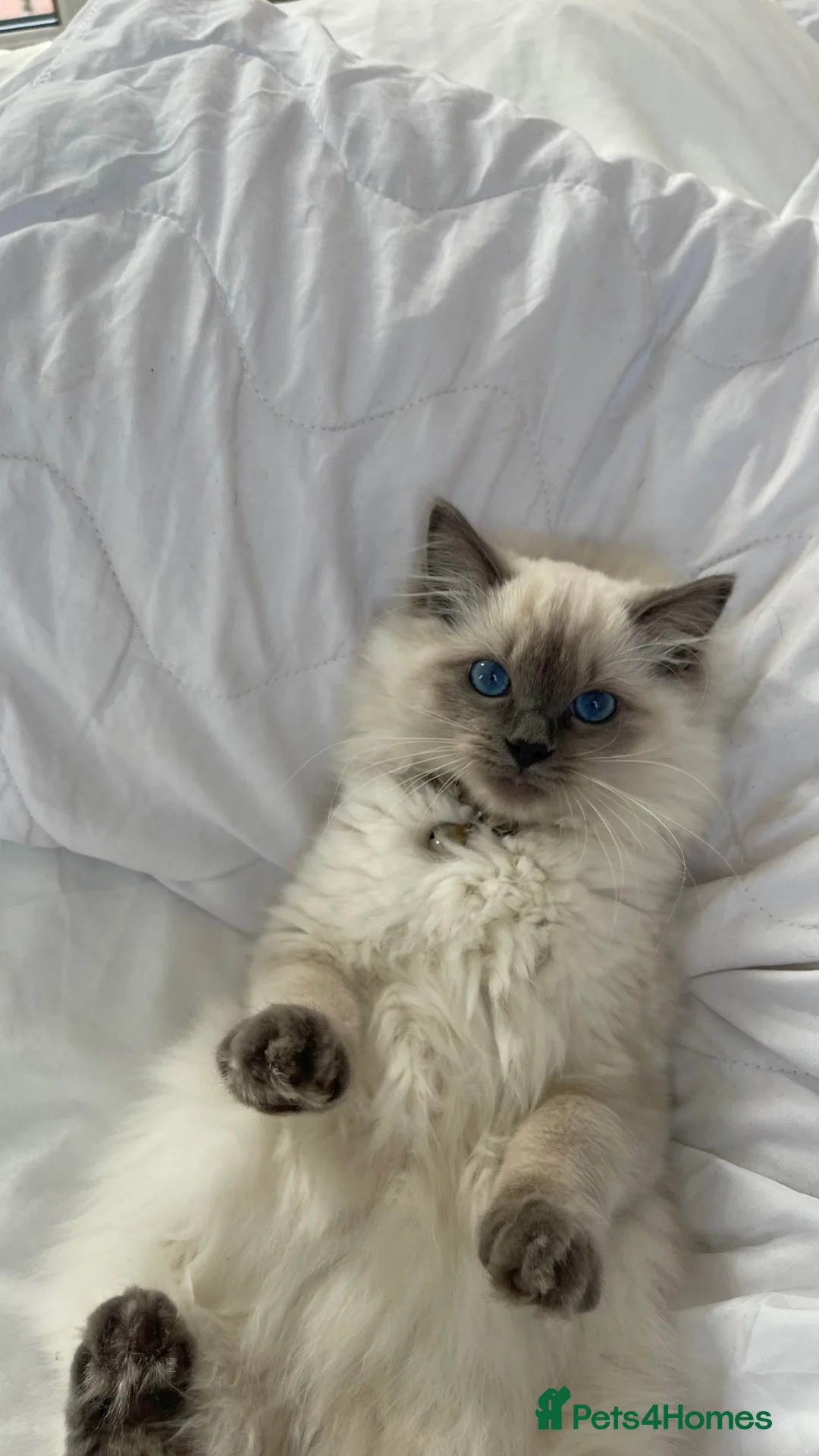 Ragdoll cats for sale: Blue color point pedigree breed ragdoll kitten  - Advert 2