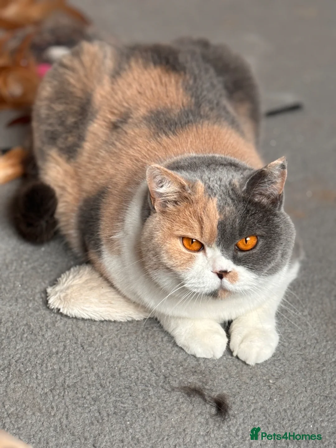 British Shorthair cats for sale: Peach  - Advert 5