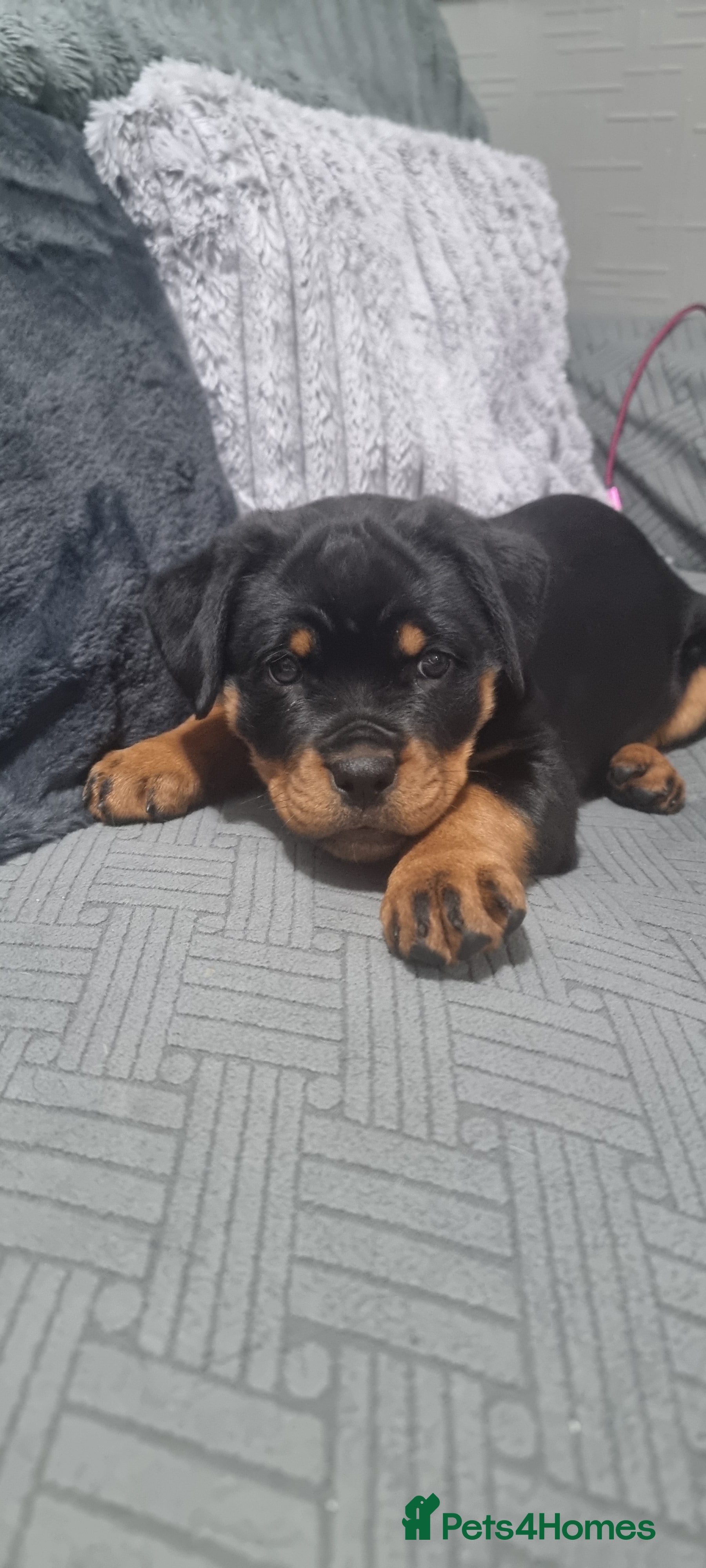Rottweiler dogs 🐾 Beautiful Rottweiler Puppy - Advert 6