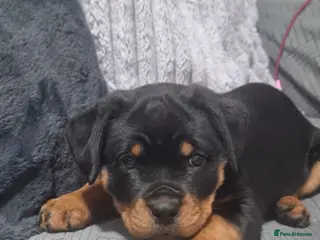 Rottweiler dogs 🐾 Beautiful Rottweiler Puppy - Advert 6