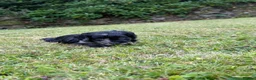 Cockapoo dogs for sale: 6 beautiful F1 cockapoo pups for sale in Neath - Advert 8