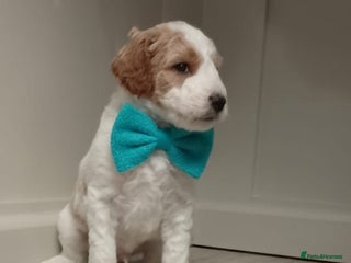 Double Doodle dogs Parti Double Doodles🐾 - Advert 9